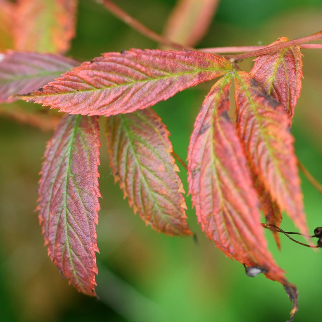 Gillenia trifoliata - Spirée à 3 feuilles