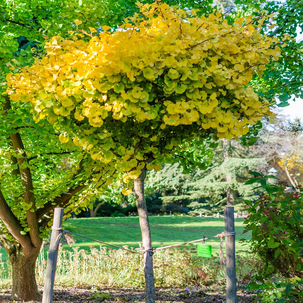 Ginkgo biloba Mariken - Arbre aux quarante écus nain