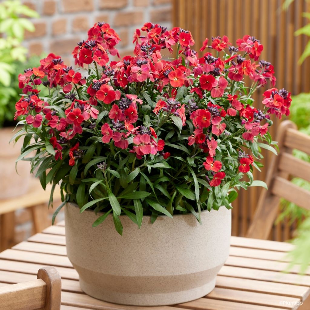Giroflée vivace - Erysimum Colour Vibe Red