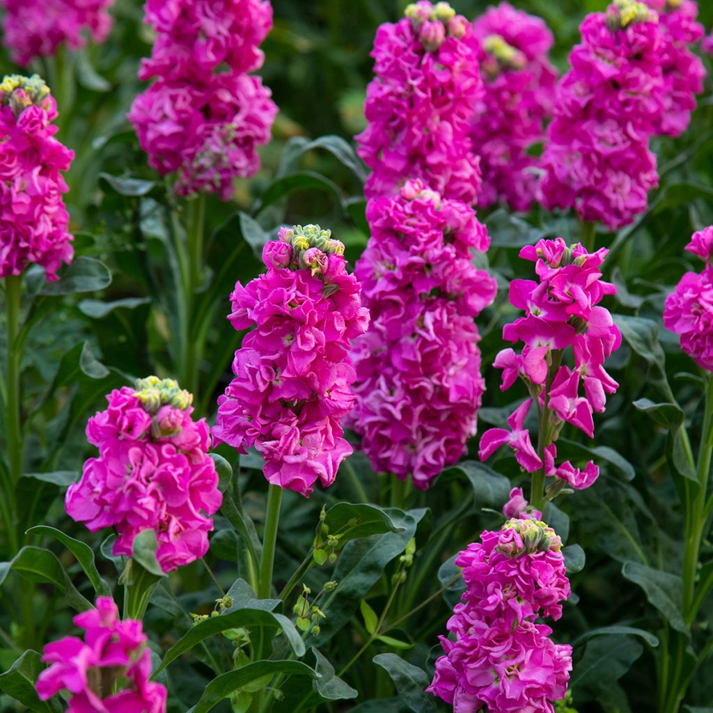 Giroflée quarantaine - Matthiola incana