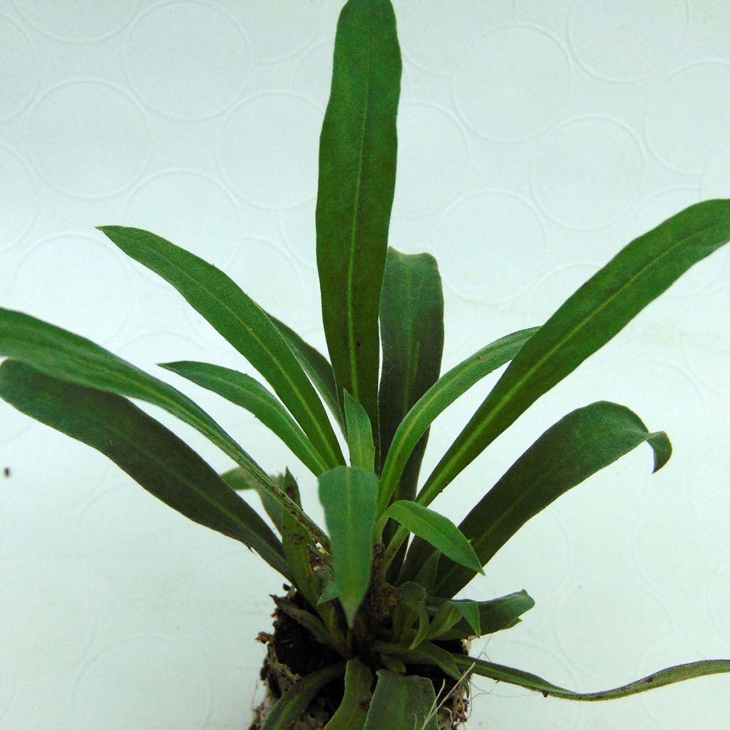 Giroflée vivace - Erysimum Rysi Copper