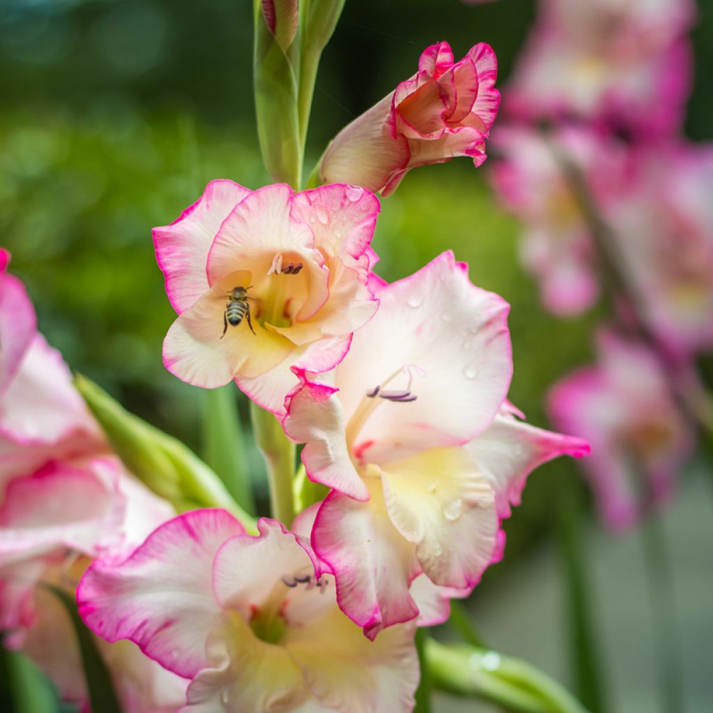 Glaïeul ou Gladiolus Priscilla