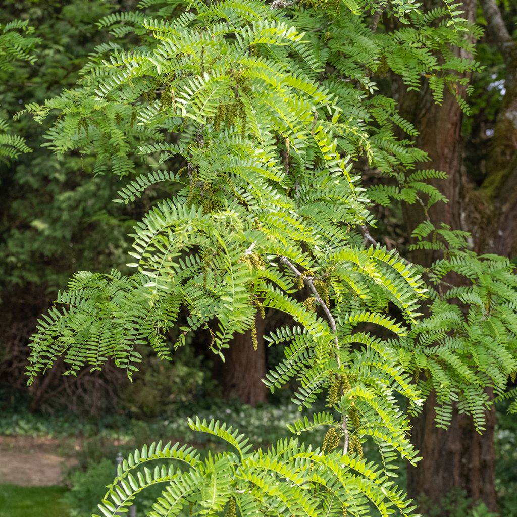 Gleditsia triacanthos Skyline - Févier d'Amérique