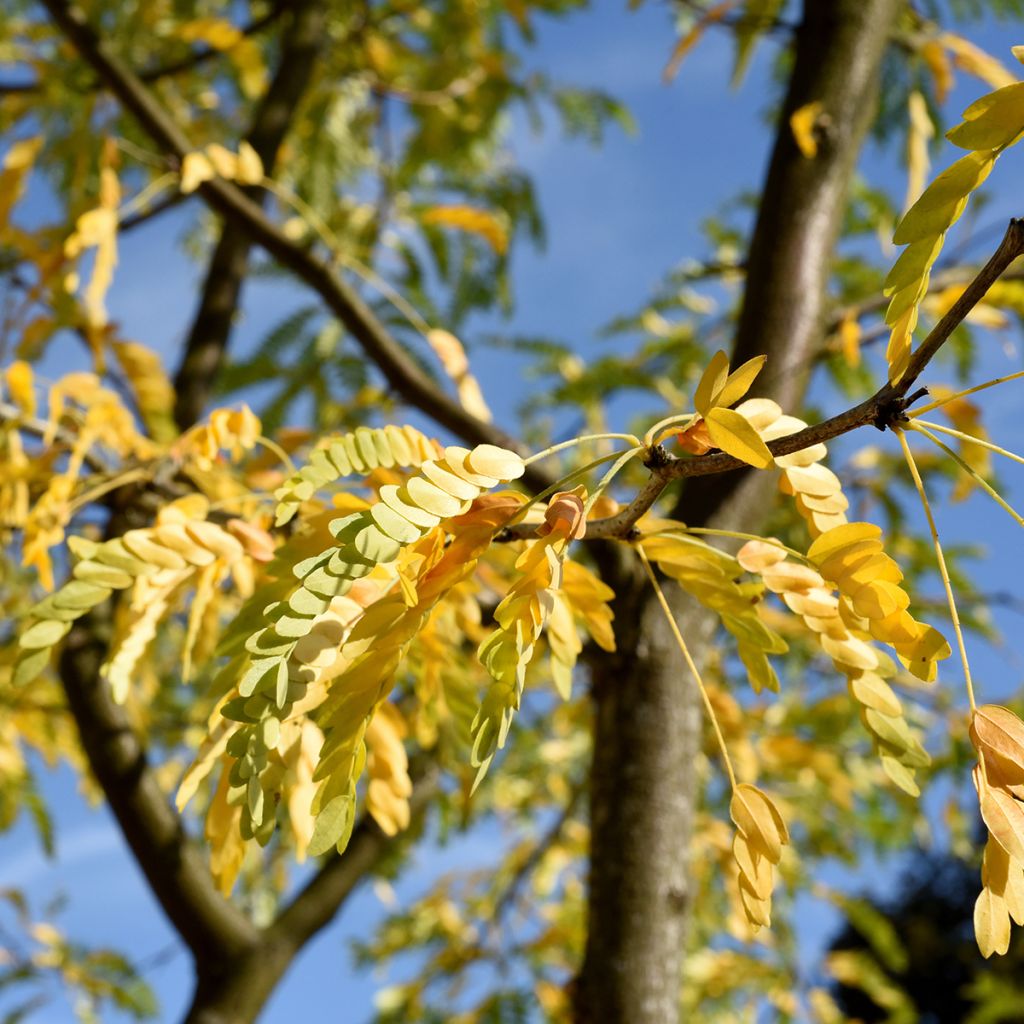 Gleditsia triacanthos Skyline - Févier d'Amérique