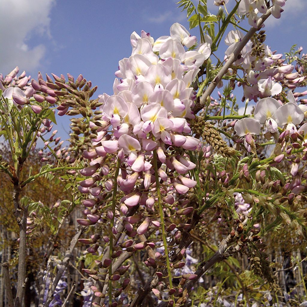 Glycine du Japon - Wisteria brachybotrys Shiro-Beni