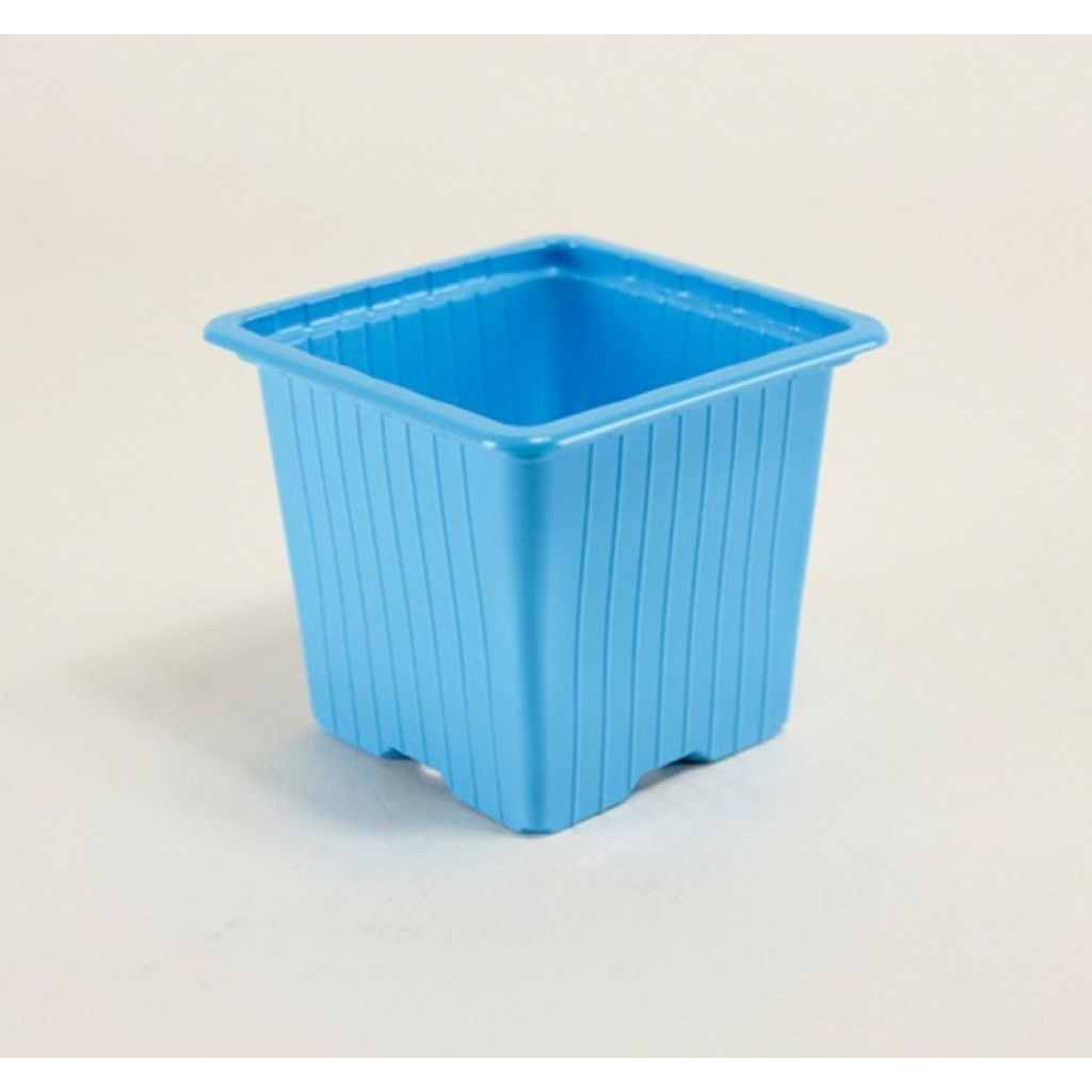 Godet de couleurs variées de multiplication 7 x 7 x 6,4 cm - vendu par 30