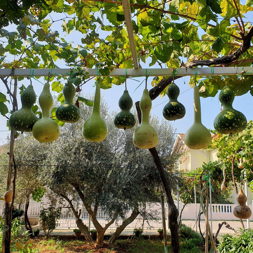 Gourde Pélerine ou Calebasse Bio - Ferme de Sainte Marthe