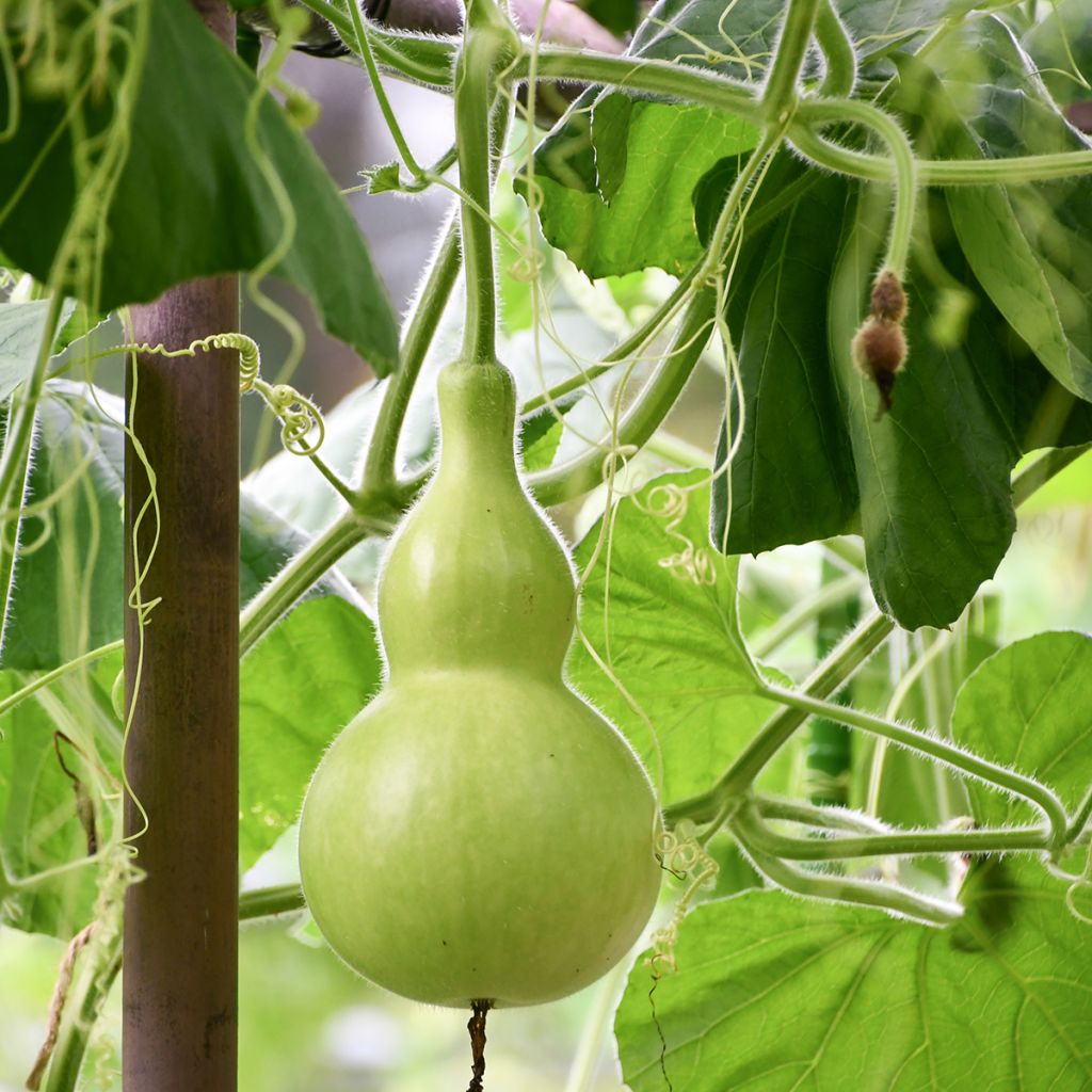 Gourde Pélerine ou Calebasse Bio - Ferme de Sainte Marthe