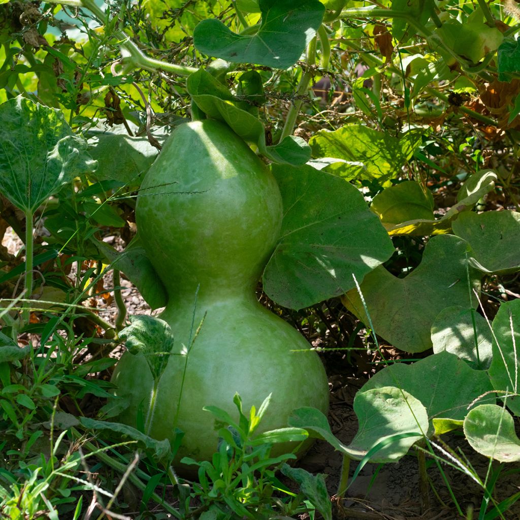 Gourde Pélerine ou Calebasse Bio - Ferme de Sainte Marthe