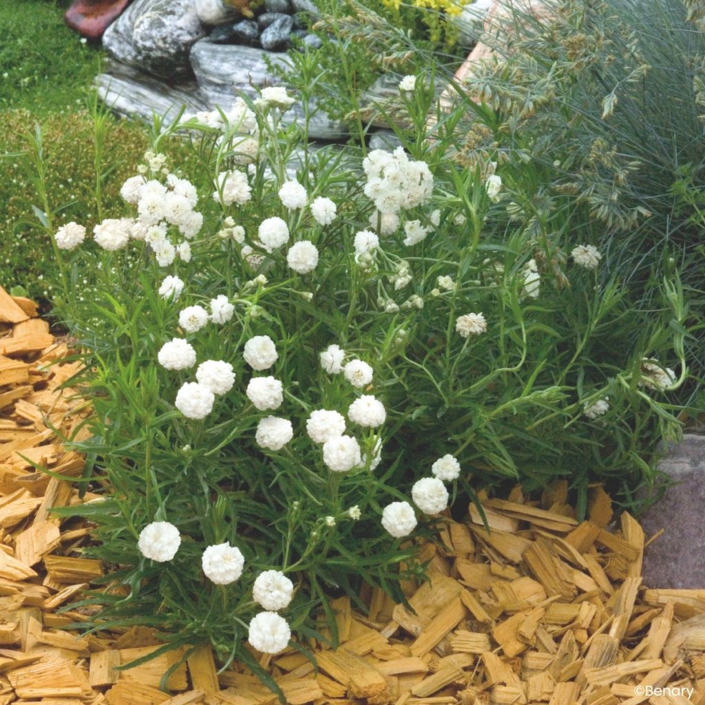 Graines d'Achillée ptarmica Marshmallow (graines enrobées)