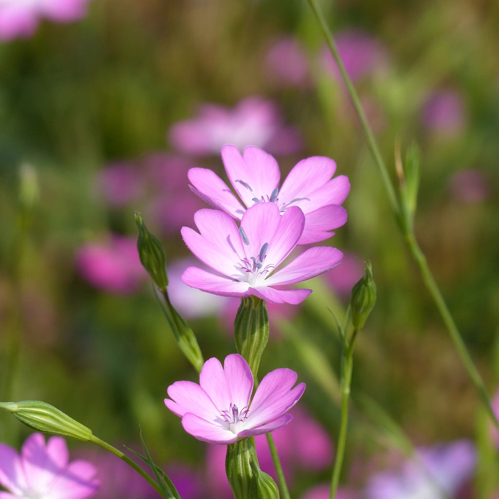 Graines d'Agrostemma Rose du Ciel - Coquelourde