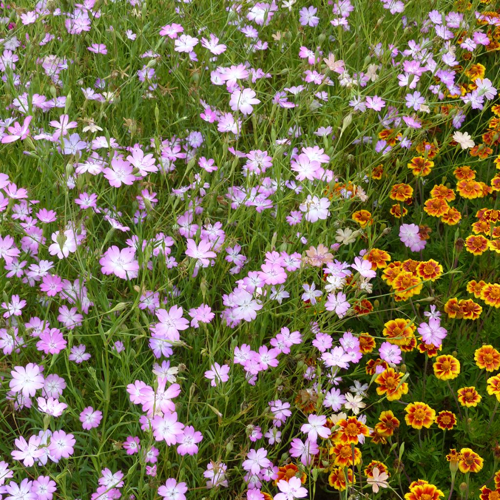 Graines d'Agrostemma Rose du Ciel - Coquelourde