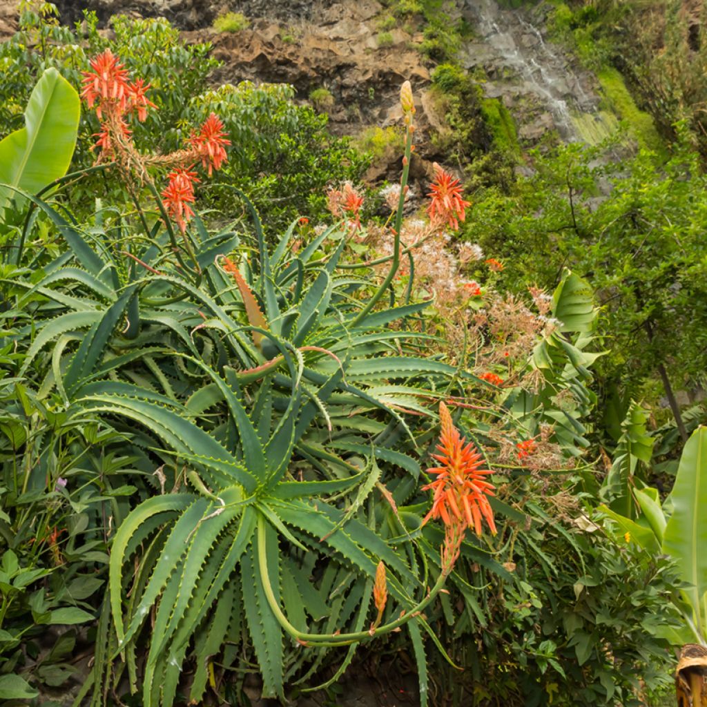 Graines d'Aloe arborescens
