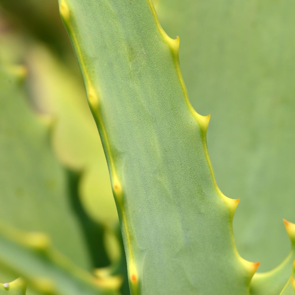 Graines d'Aloe arborescens