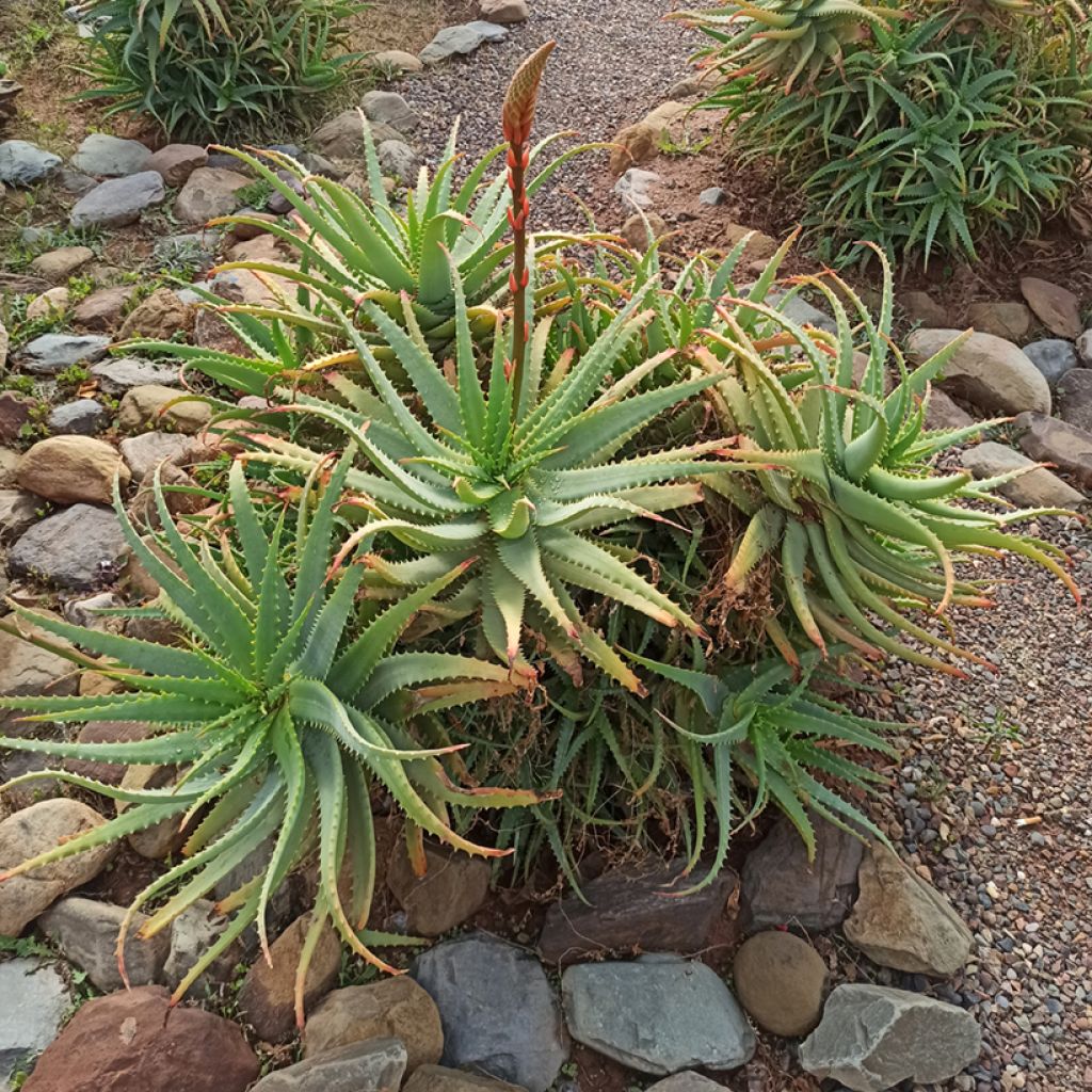 Graines d'Aloe arborescens