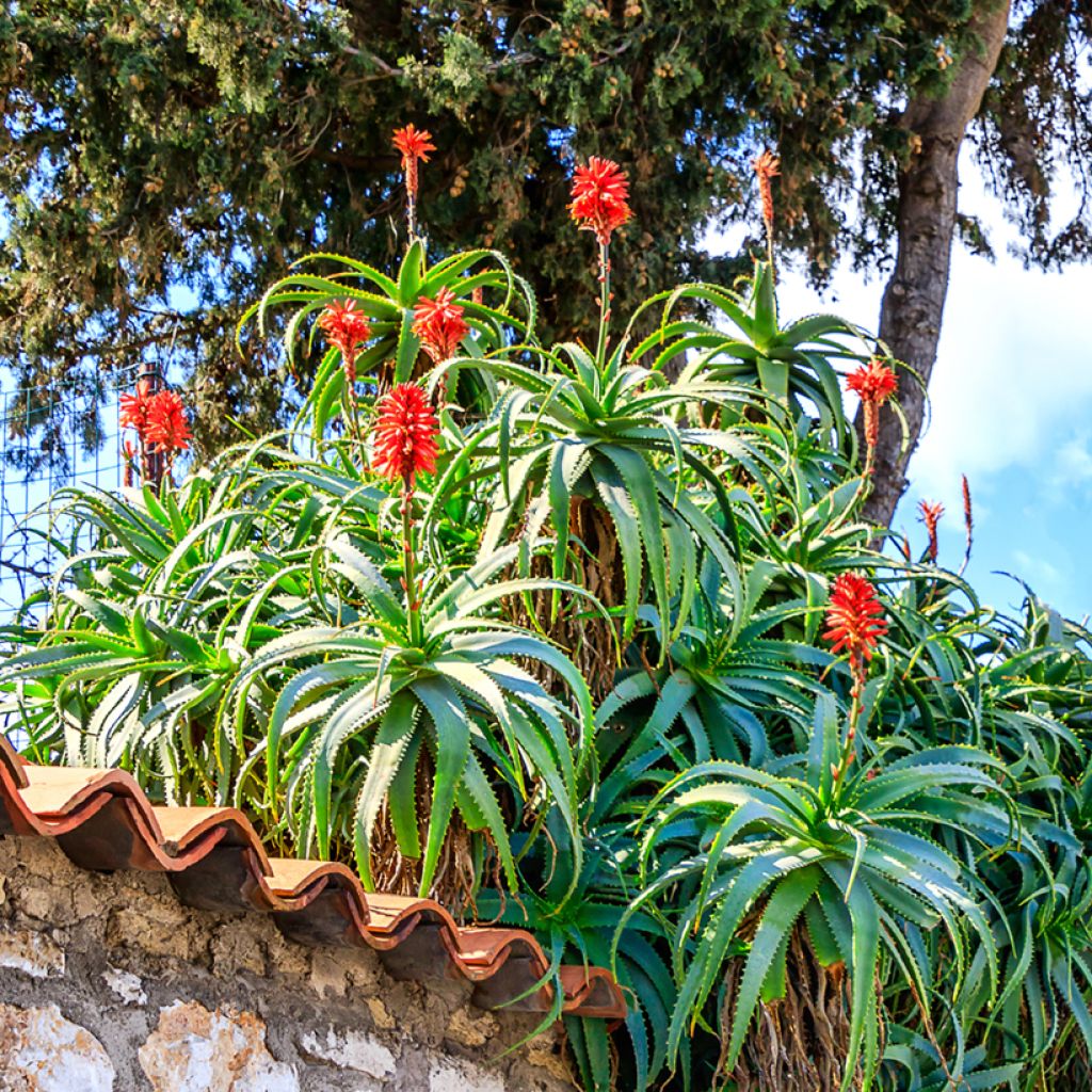Graines d'Aloe arborescens