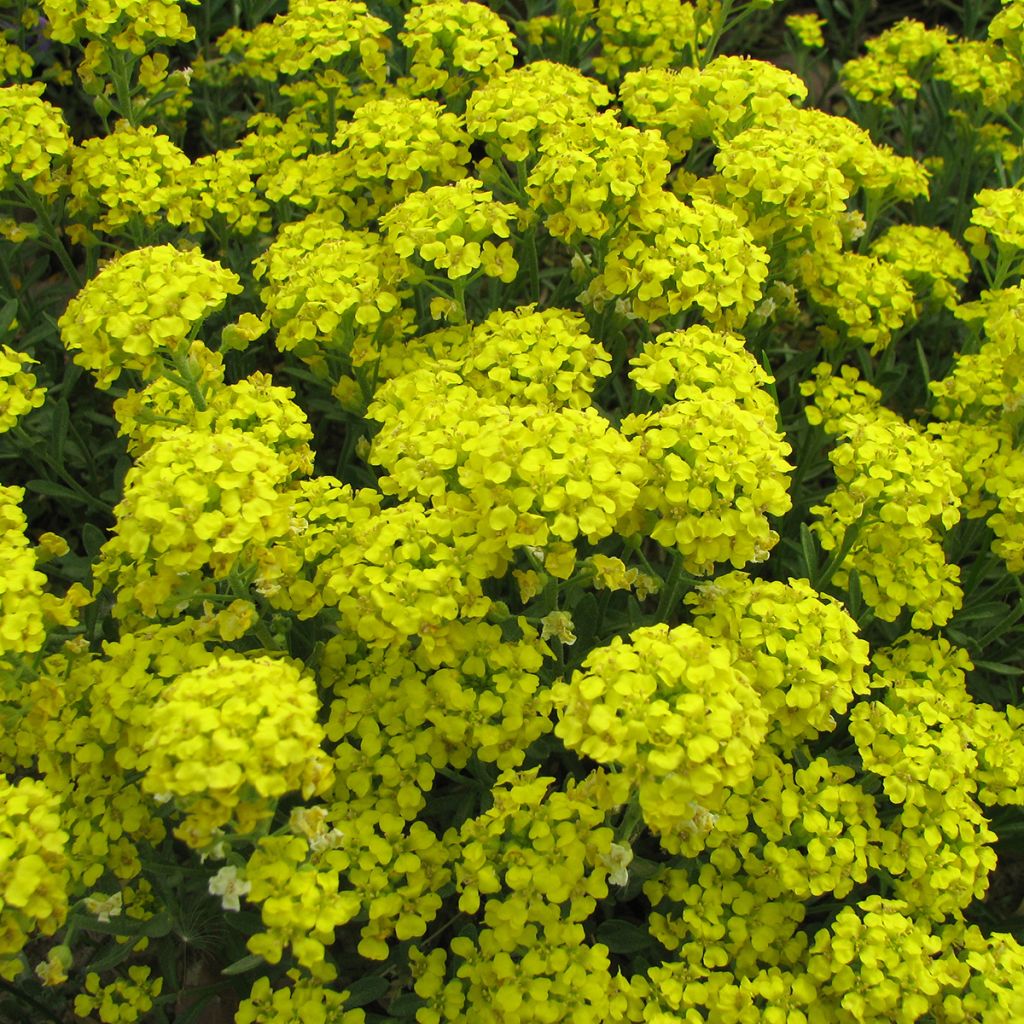 Graines d'Alysse Mountain Gold - Alyssum montanum