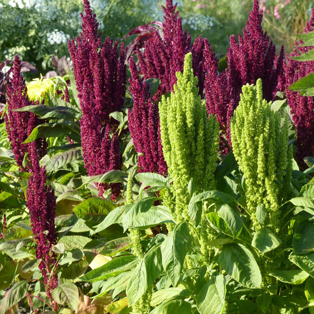 Graines d'Amarante Green Thumb (Flèche verte)