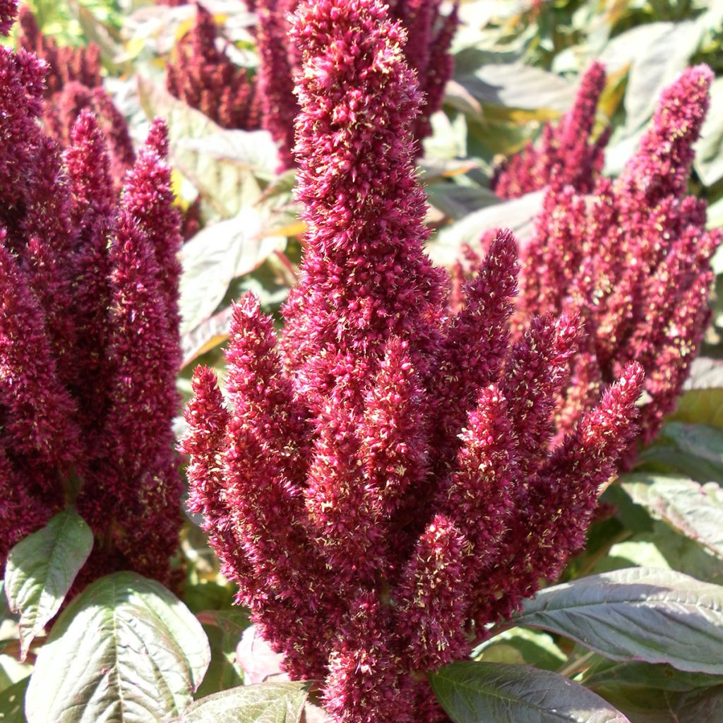 Graines d'Amarante Pygmy Torch (Flèche rouge)