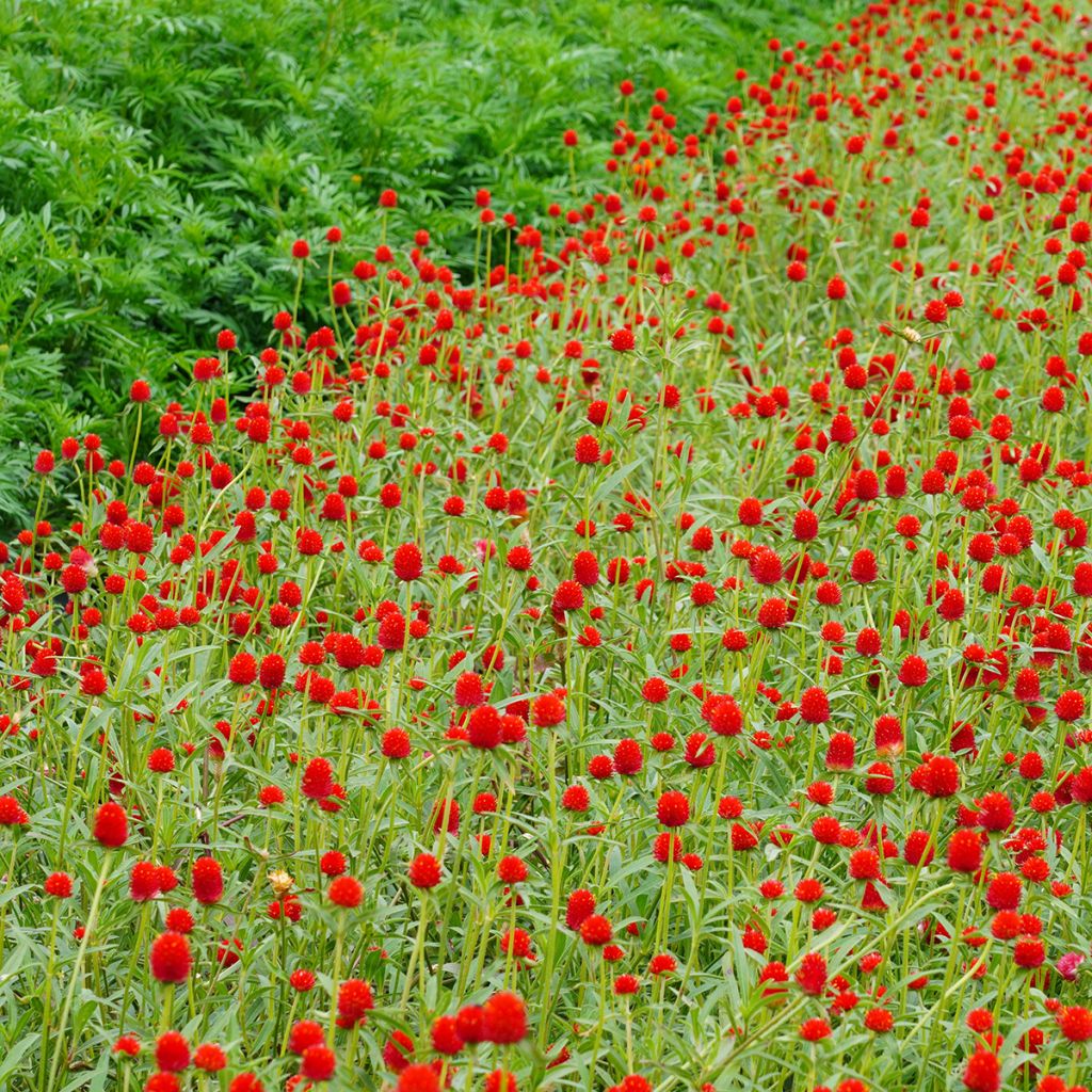 Graines d'Amarantine Strawberry Fields - Gomphrena haageana