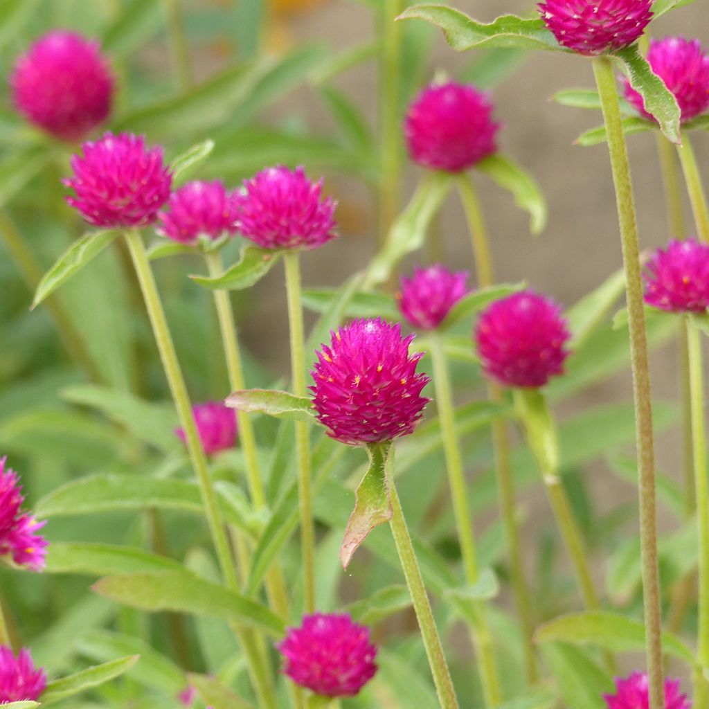 Graines d'Amarantine globuleuse QIS Carmine - Gomphrena haageana