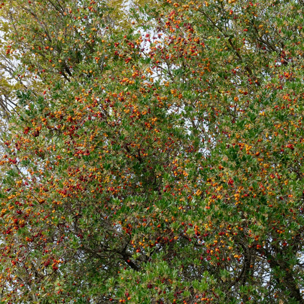 Graines d'Arbousier - Arbutus unedo