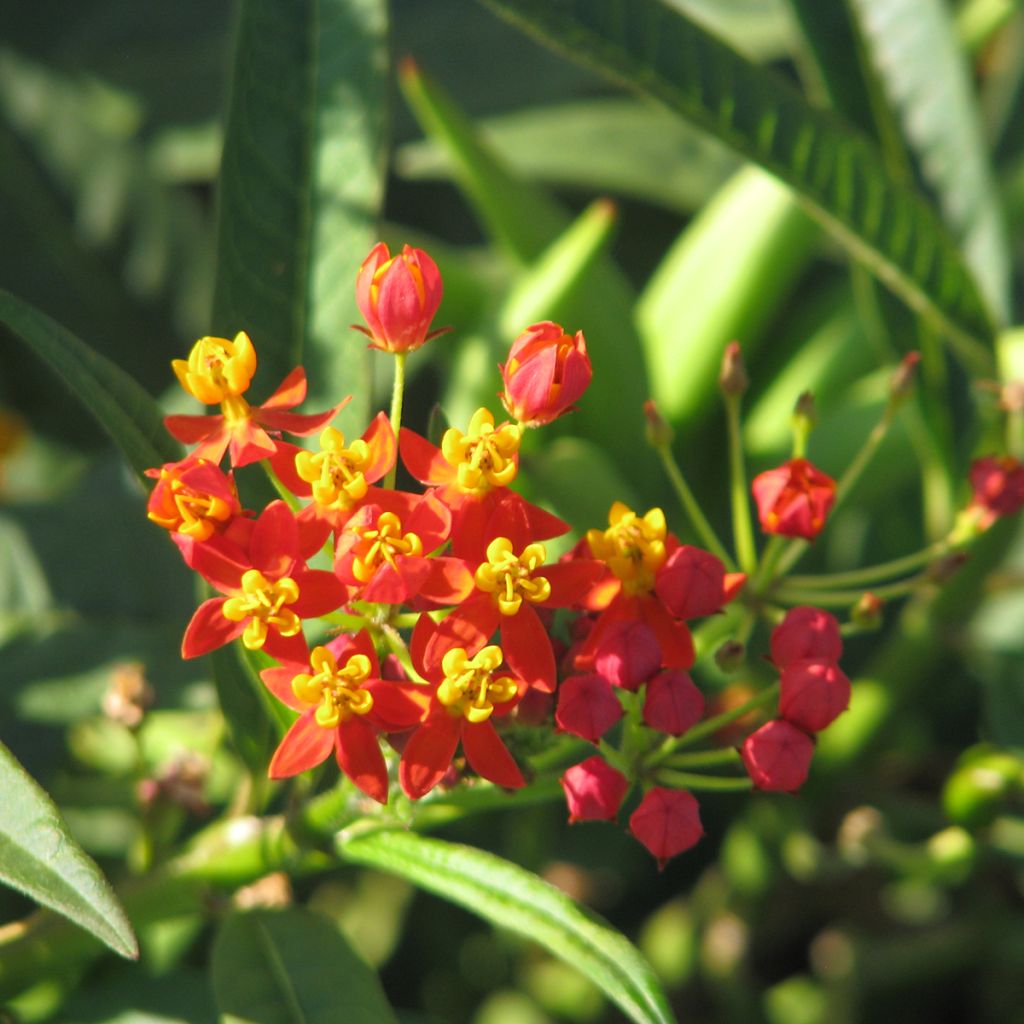 Graines d'Asclepias Red Butterfly - Asclépiade de Curaçao