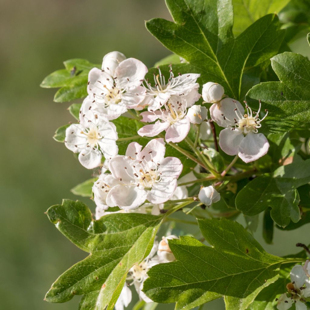 Graines d'Aubépine - Crataegus monogyna