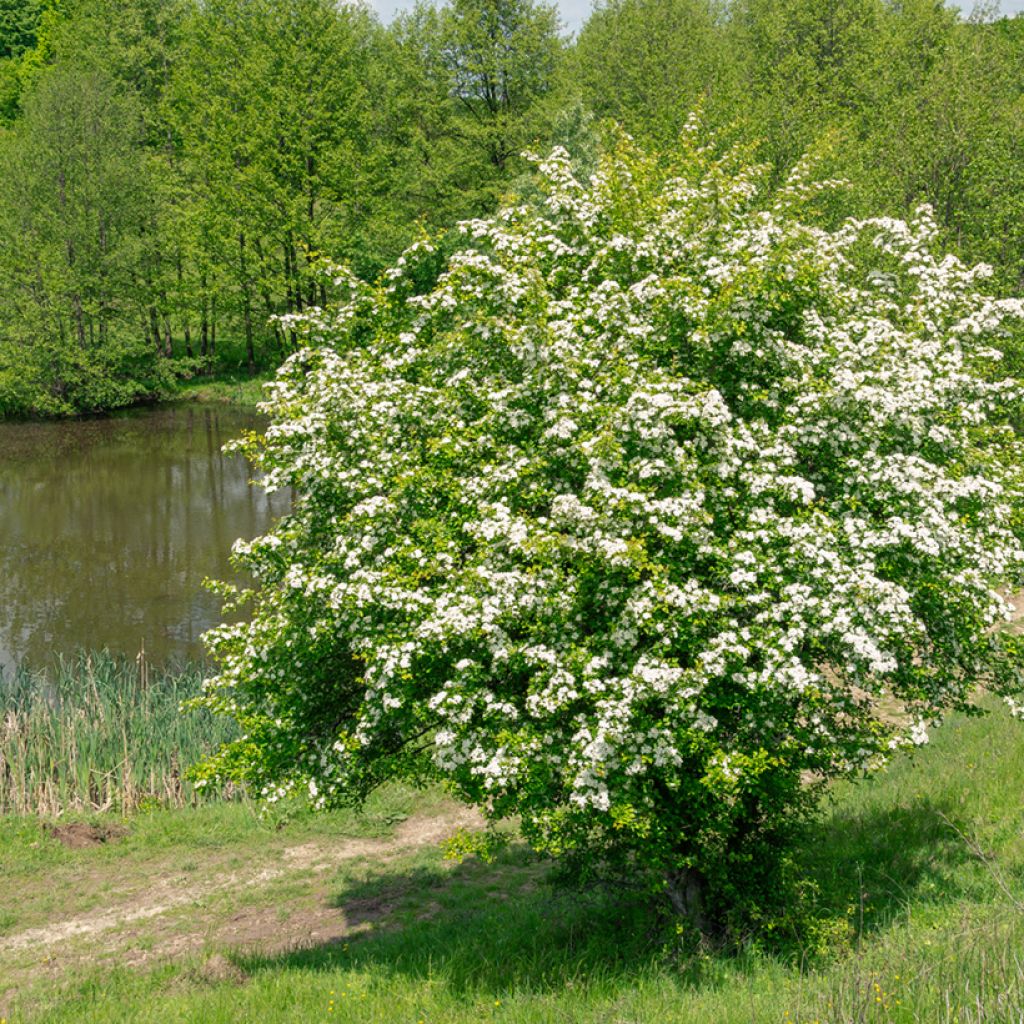 Graines d'Aubépine - Crataegus monogyna