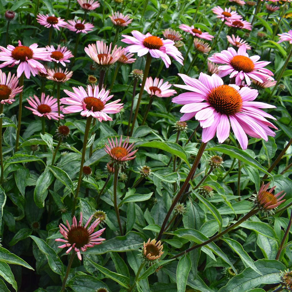 Graines d'Echinacea purpurea Magnus - Rudbeckia pourpre 