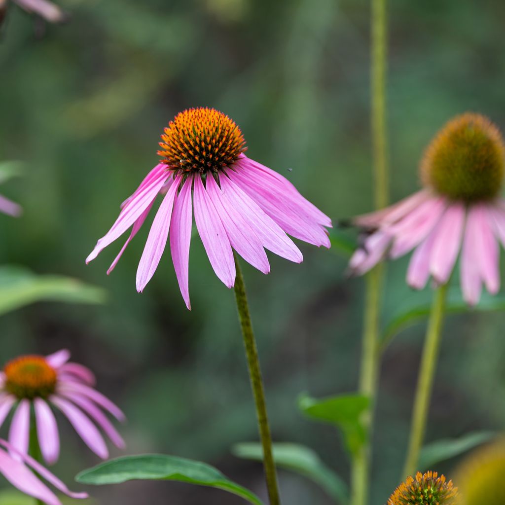 Graines d'Echinacea purpurea Magnus - Rudbeckia pourpre 