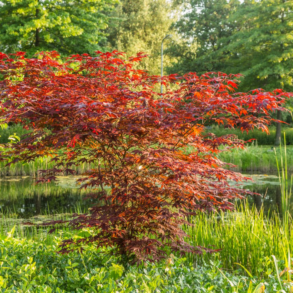 Graines d'Erable du Japon - Acer palmatum Atropurpureum