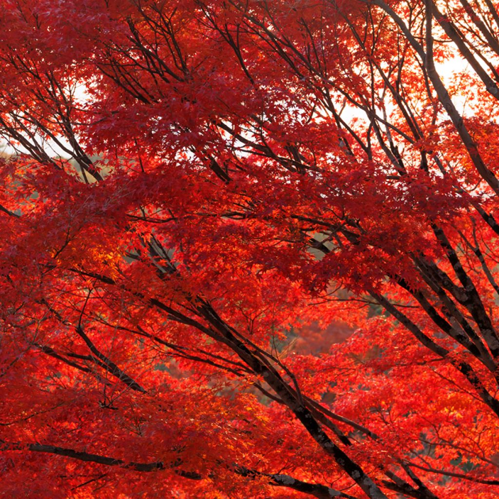 Graines d'Erable rouge - Acer rubrum