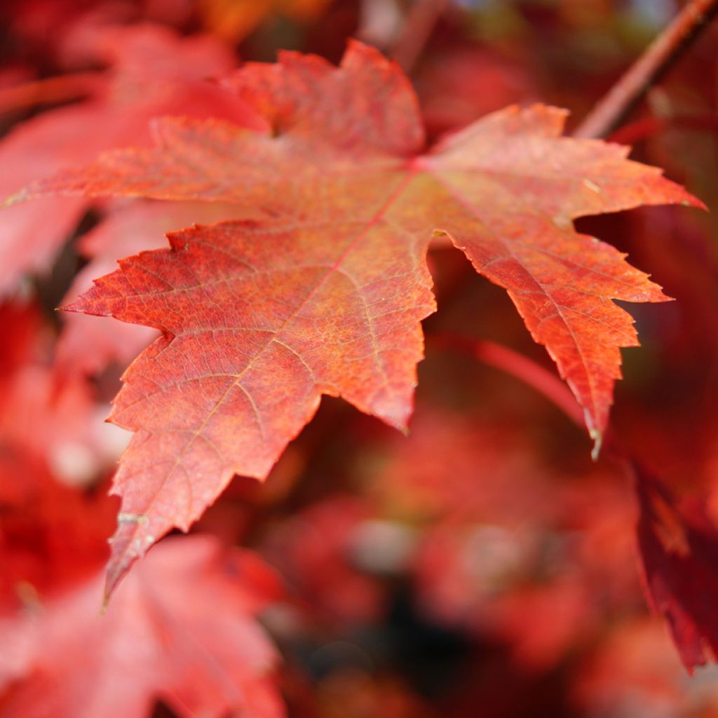 Graines d'Erable rouge - Acer rubrum