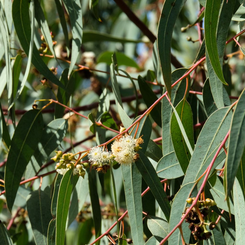 Graines d'Eucalyptus globulus