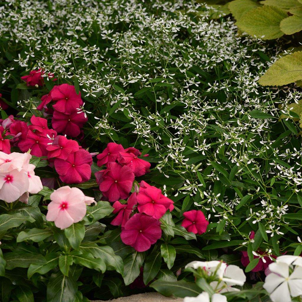 Graines d'Euphorbe Glamour - Euphorbia graminea