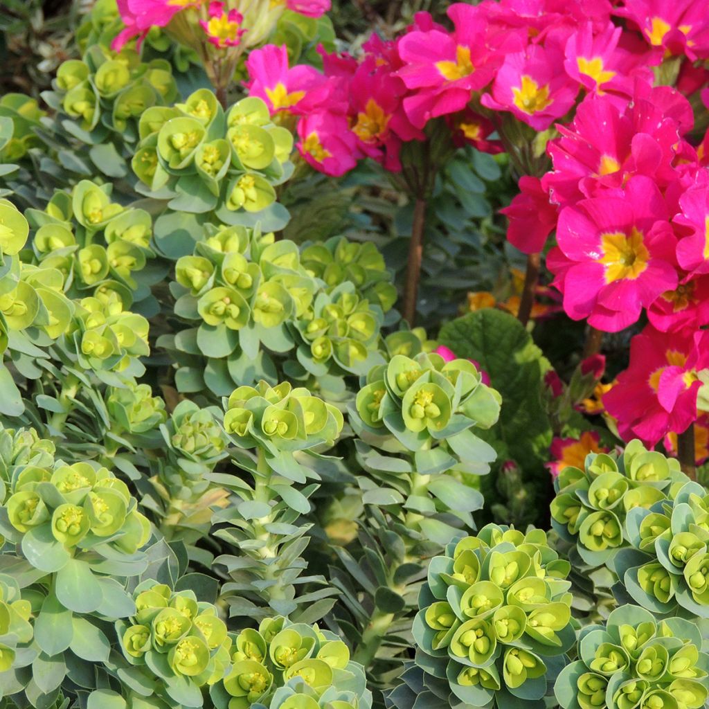 Graines d'Euphorbe de Corse - Euphorbia myrsinites