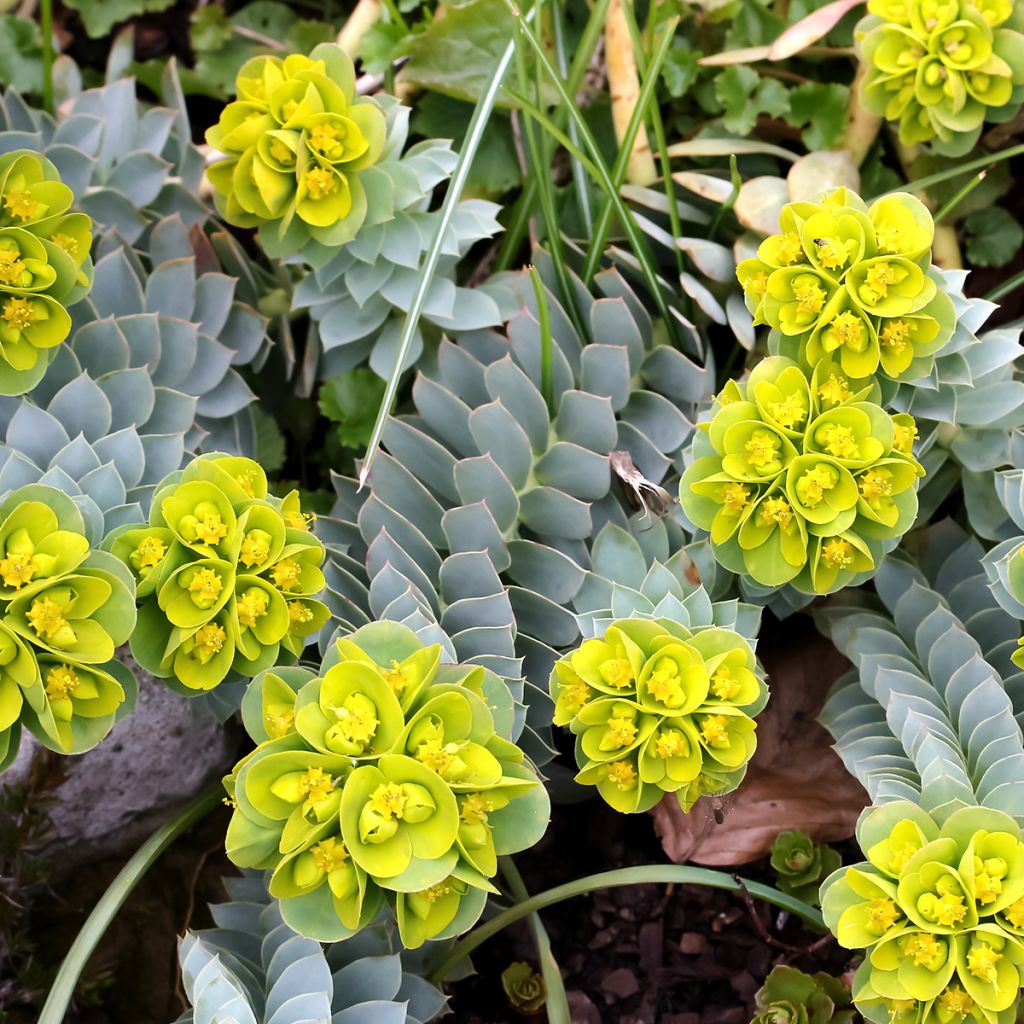 Graines d'Euphorbe de Corse - Euphorbia myrsinites