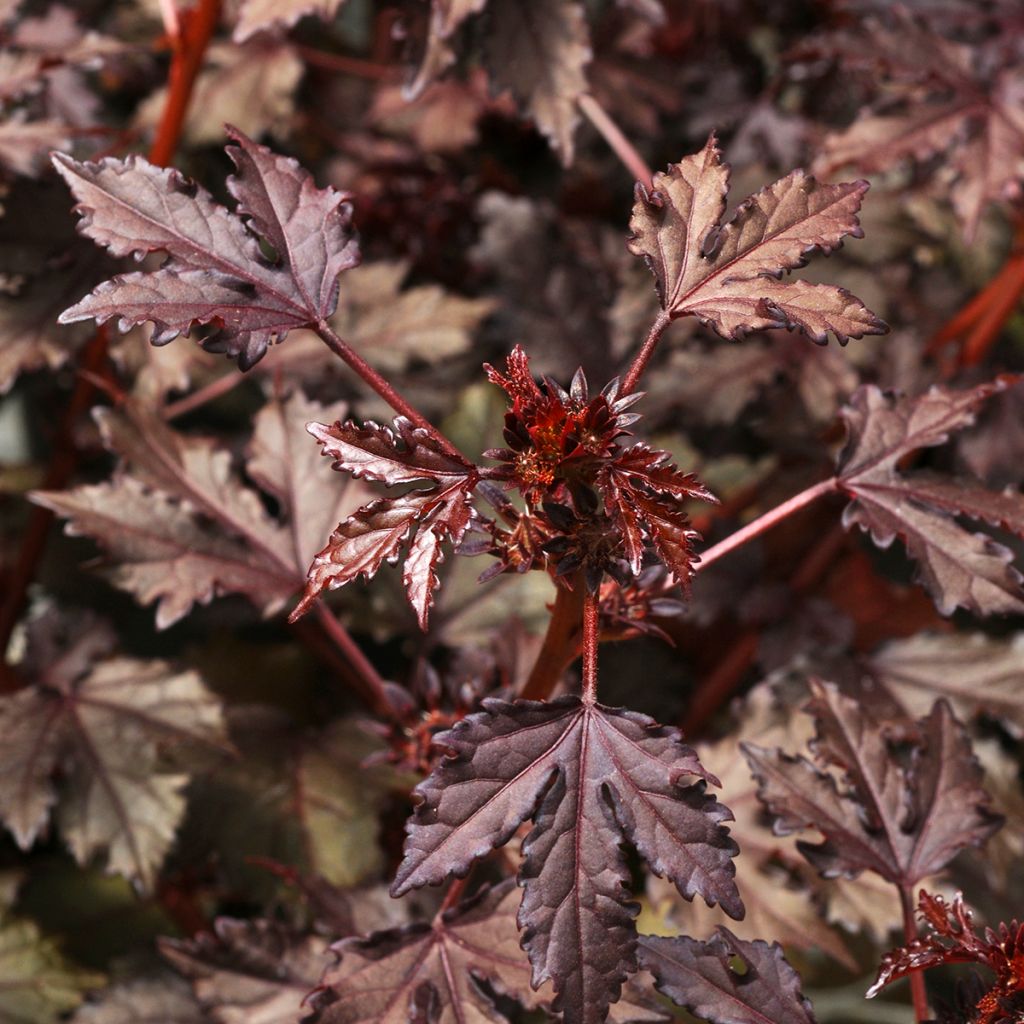 Graines d'Hibiscus Mahogany Splendor - Hibiscus acetosella
