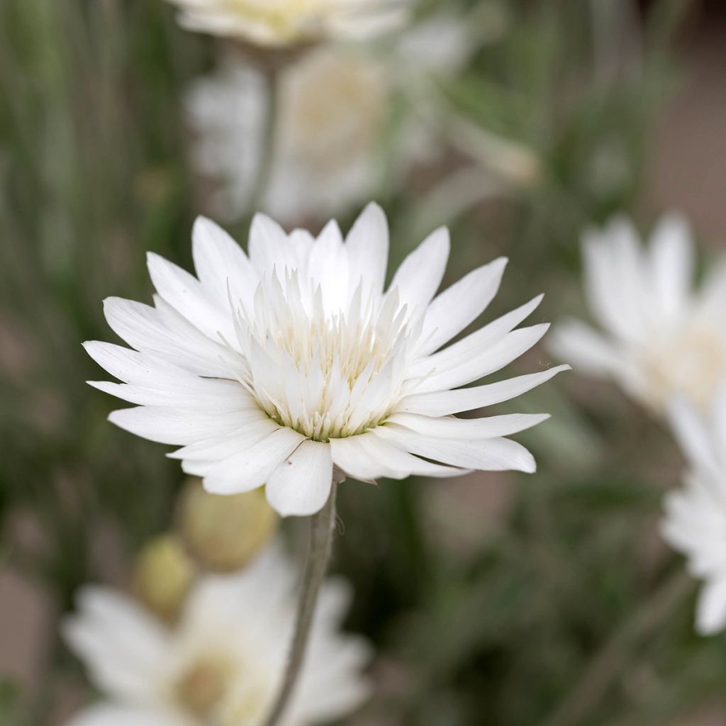 Graines d'Immortelle annuelle - Xeranthemum Superbissimum Album