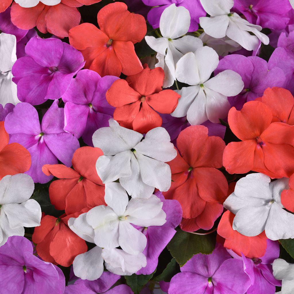 Graines d'Impatiens Beacon F1 Pearl Island Mix