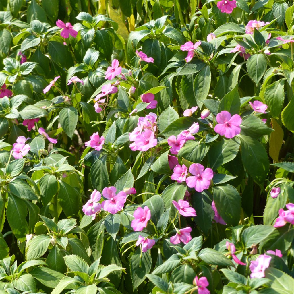 Graines d'Impatiens holstii Mix