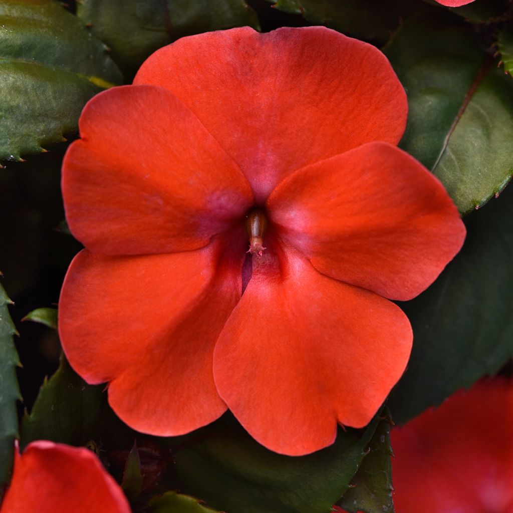 Graines d'Impatiens Solarscape Orange Burst