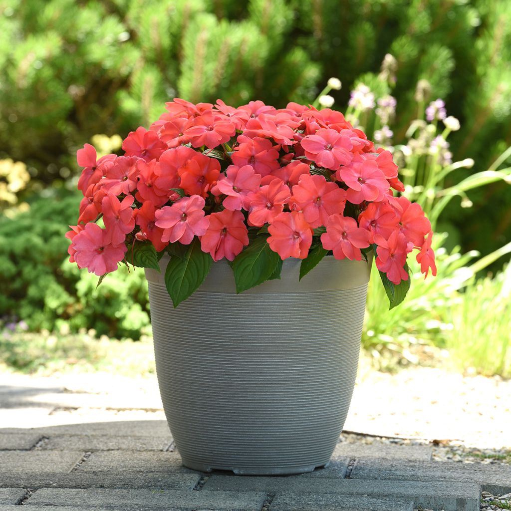 Graines d'Impatiens Solarscape Salmon Punch