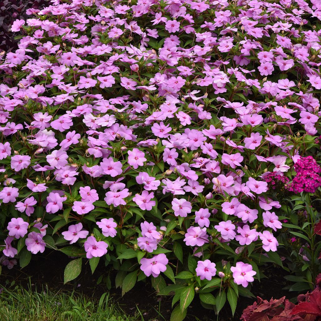 Graines d'Impatiens Solarscape XL Lilac Spark