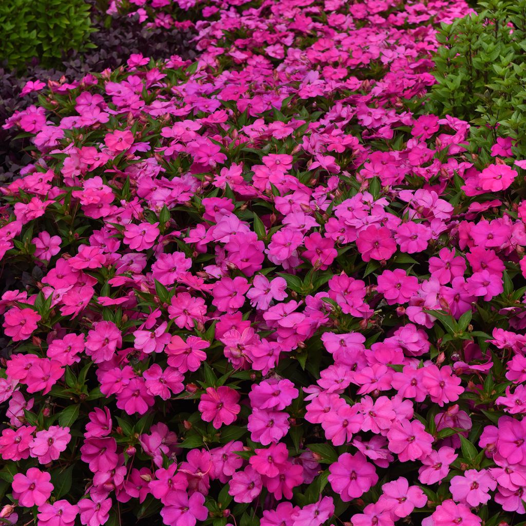 Graines d'Impatiens Solarscape XL Pink Jewel