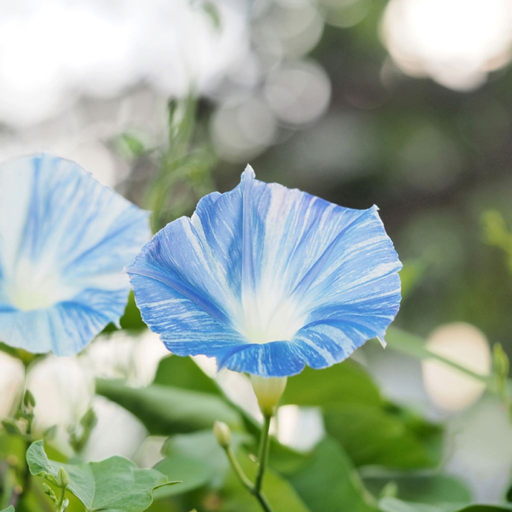 Graines d'Ipomée Flying Saucer - Ipomoea tricolor