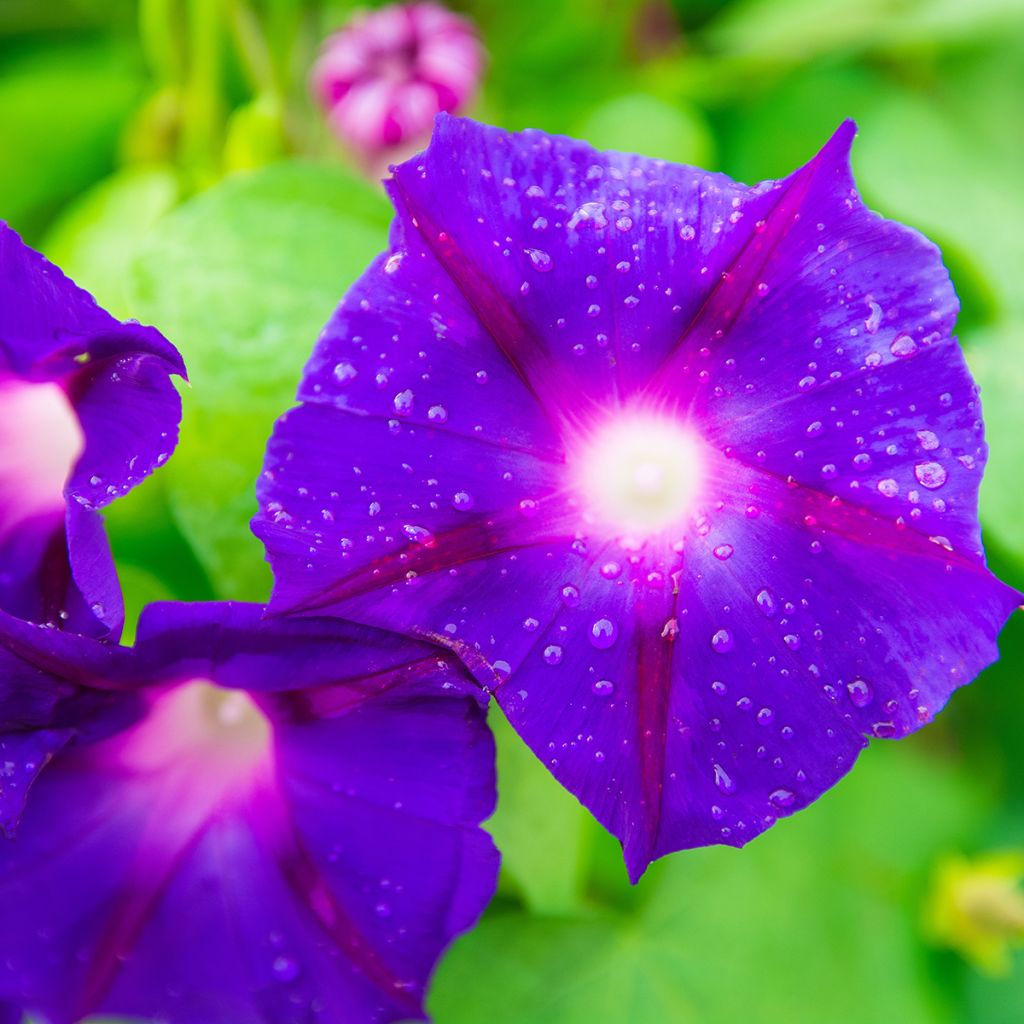 Graines d'Ipomée Grandpa Ott - Ipomoea purpurea