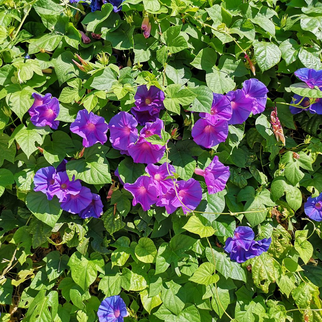 Graines d'Ipomée Grandpa Ott - Ipomoea purpurea