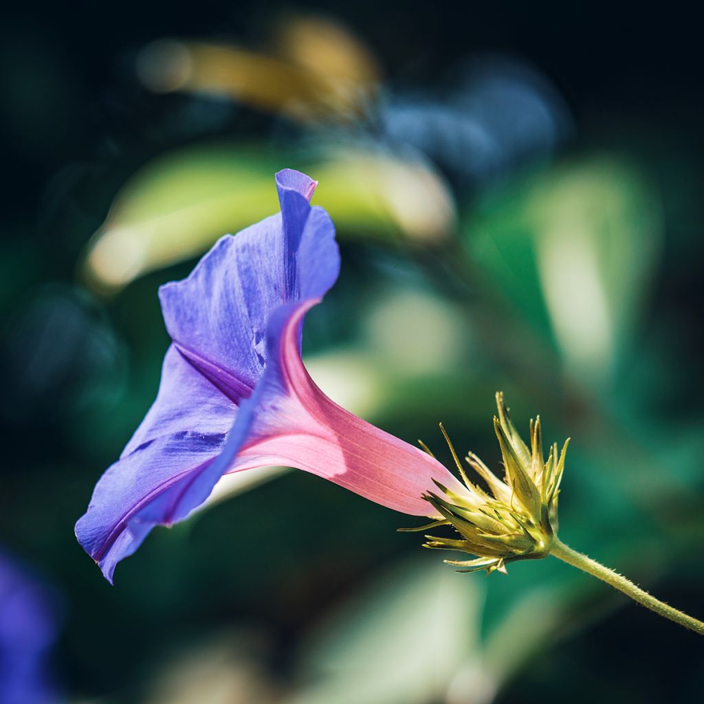 Graines d'Ipomée Grandpa Ott - Ipomoea purpurea